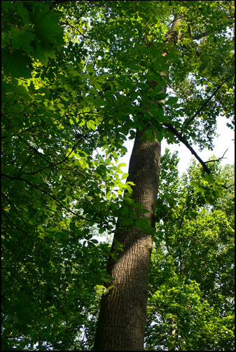 Tulip Poplar Image