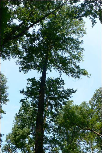 Tulip Poplars at Tollgate Wyndham Preserve