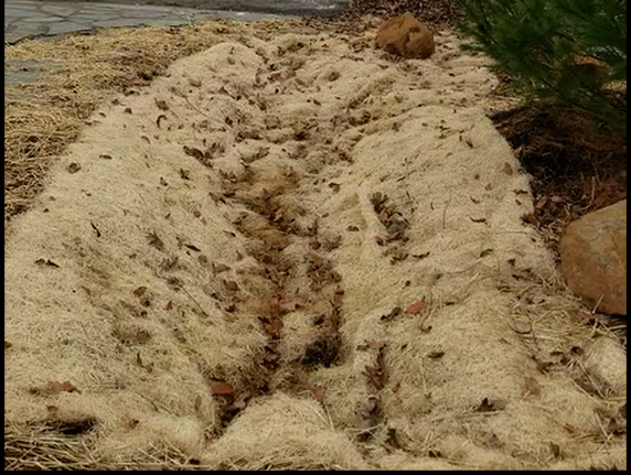 Vegetated Swale