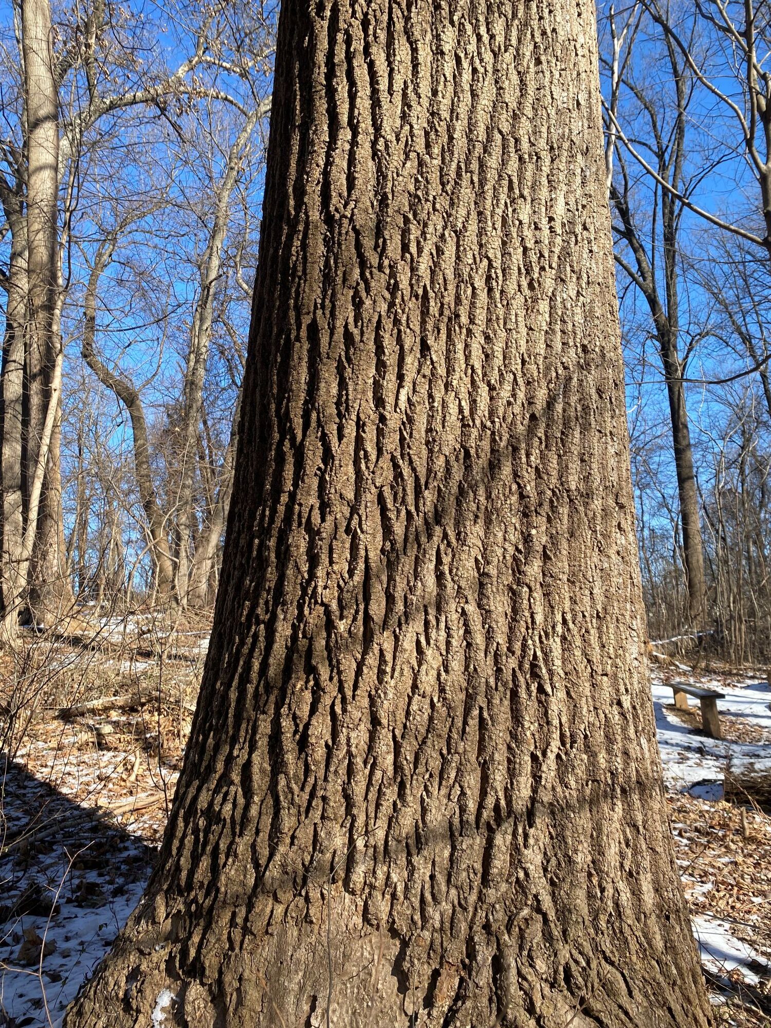Winter Tree Identification – Part II – NeighborSpace of Baltimore