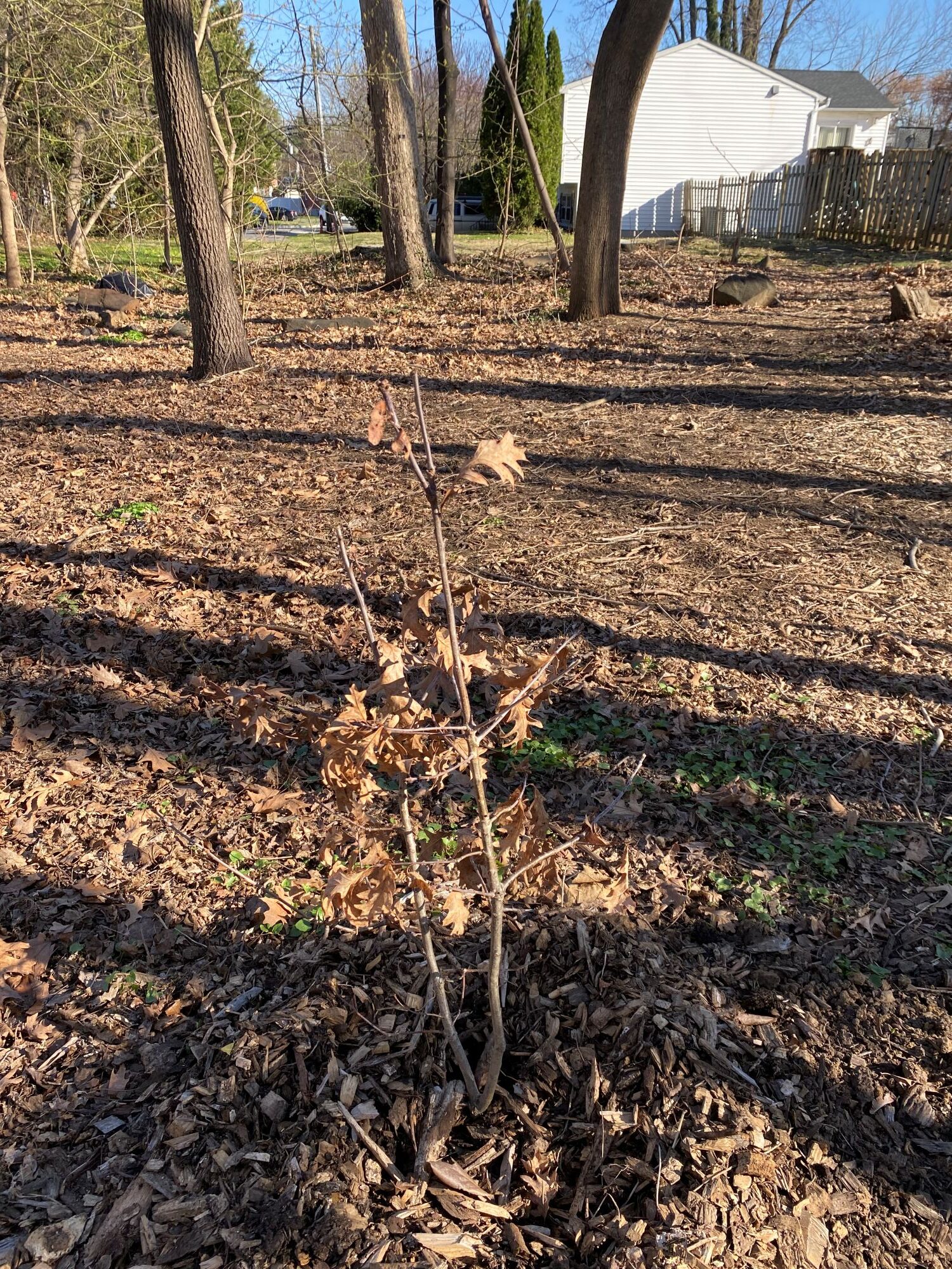 Clean Up and Planting at Cherry Heights – NeighborSpace of